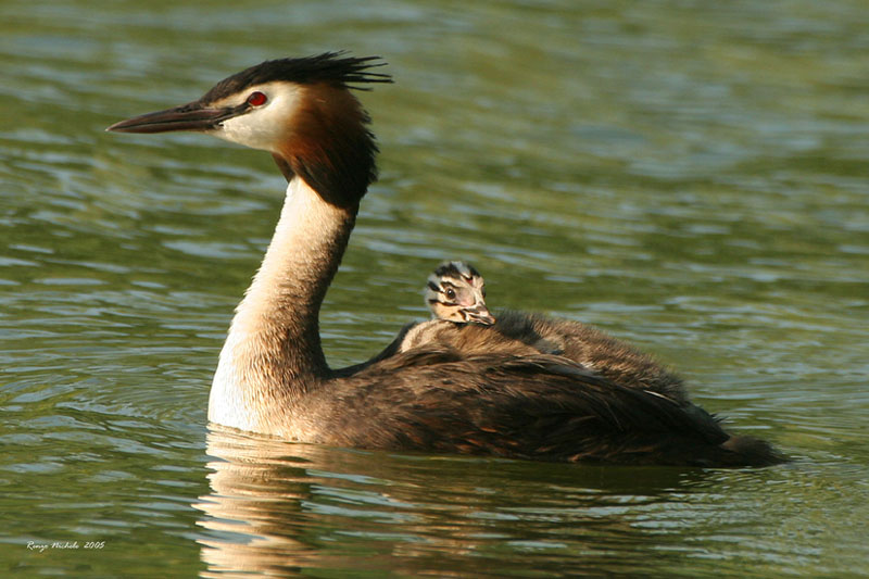 Svasso maggiore - Podiceps cristatus